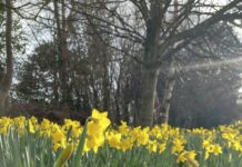 Newsletter from St. David’s Holy Faith Secondary School, Greystones